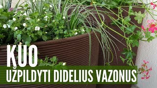 Dideli vazonai: kuo užpildyti jų tūrį?