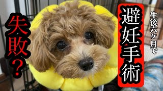 【壮絶】生後6ヶ月犬の避妊手術後から抜糸までの過酷な様子