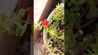 Time lapse Flower video🌷 67/365||#neturevideo#mygardenflower#shortvideo#youtubeshorts#trendingshorts