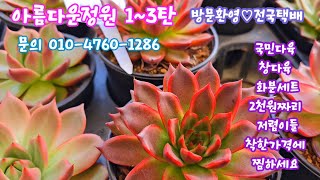 아름다운정원 1~3탄 한방에 몰아보기 다져진 묵은둥이 다져진 창대품들 세일된가격 세트구성 화분들도 대박입니다 5만원이상 무료배송 선물도 준비했습니다 ~~♡♡♡