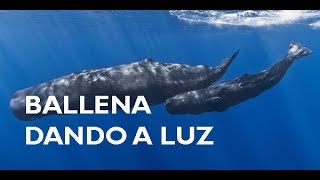 Ballena dando a luz a una cría | monstruosmarinos.com