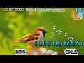 HUNI NG MAYA / SPARROW SOUNDS #huntsman