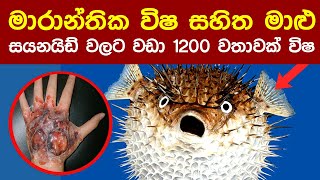 ලෝකයේ මාරාන්තික විෂ සහිත මාළු | Wishwanthara Eliya - Danuma Soyana Obata