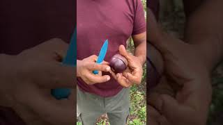 2 varieties of Star Apple (Caimito Fruit) that are excellent.