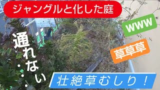 【除草作業 】おうちの庭がジャングル化！？通れない程の草を抜く！