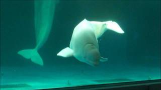 ベルーガ・シロイルカ （Beluga・White whale）　鴨川シーワールド1