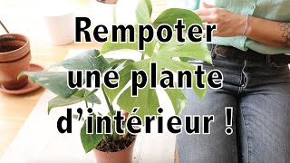 Rempoter une plante d'intérieur ! | Vertbobo