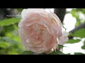 小さな窓の花ごよみ 1393 薔薇を愛でて ♪ amarilli dominique visse ♪