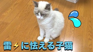 雷が怖い猫、怯えて固まっちゃいましたw