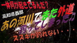 高知県西部の釣り １１月初旬の下ノ加江川で再びあの外道が降臨！