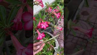 Fruit and flowers 🌶🍎#friut #harvest #harvesting #tree #grafting #agriculture