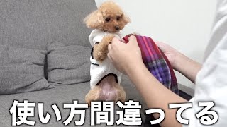 愛犬にマフラーをプレゼントした結果…