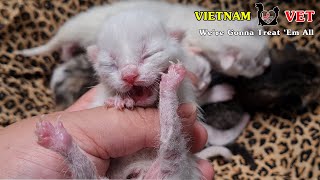 5 baby newborn kittens and 1 mama cat were saved | Animal Vet Clinic