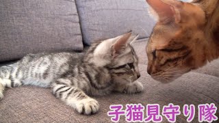 ベンガル子猫見守り隊