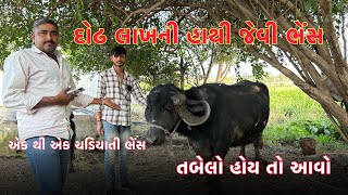 દોઢ લાખ ની હાથી જેવી ભેંશ તબેલો હોય તો આવો એક થી એક ચડિયાતી ભેંશ