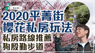 2020陽明山平菁街42巷櫻花最新花況，私房路線 - 狗殷勤古道漫步之旅｜不一樣的旅人