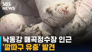 낙동강 매곡정수장 인근에 '깔따구 유충' 발견 / SBS