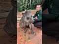 it’s too hot. come take a shower. original video brazilian tapir