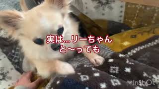 【犬】【癒し】チワワ　おねだり\u0026必死感がたまらない^ ^