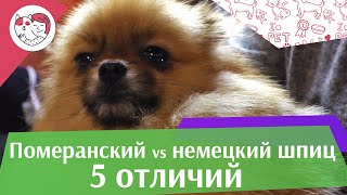 5 отличий немецкого шпица от померанского шпица на ilikepet