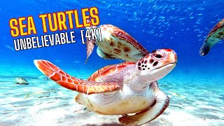 Sea Turtles , Paradise - Undersea Nature