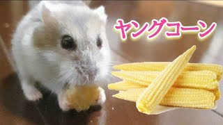 ハムスターにヤングコーンを食べさせる時は輪切りの方が可愛い　hamster eat young corn