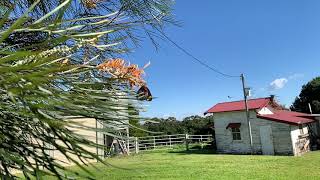 Grevillea ‘Honey Gem’  Jezebel Butterfly and Hoverfly