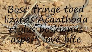 How to pronounce Bosc' fringe toed lizards\