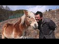 うまや七福【馬耕・馬搬／山村留学】長野県伊那市高遠町