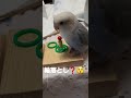 輪落とし？💙 輪投げ ういチャンネル コザクラインコ lovebird