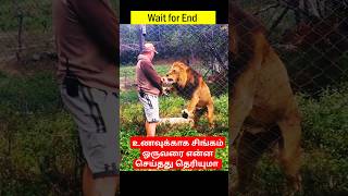 உணவுக்காக சிங்கம் ஒருவரை என்ன செய்தது தெரியுமா #lion #food #hunting #shorts