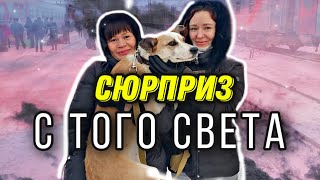 Умершая собака выполнила просьбу  хозяйки, плачущей у ее могилы