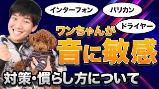 【音・風に敏感】ワンちゃんがインターフォンやドライヤーなどに敏感に反応して吠える時の対策と慣らし方