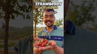 ମୟୁରଭଞ୍ଜ ରେ Strawberry ଚାଷ 🍓😍#dailyvlogs #odiavlogs #minvlogs #mayurbhanjvlogs #strawberry