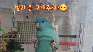 비싼새장 쓰다가 처분한 이유 #렉산장적응못하는앵무새#즐거운해씨타임