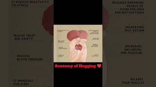 Anatomy of Hugging ❤️ #shorts #hug #ytshorts