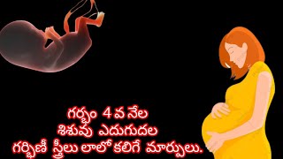 4వ నెల శిశువు అభివృద్ధి , తల్లి శరీరంలో మార్పులు //precautions, symptoms...