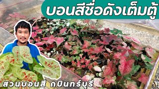 บอนสีชื่อดังเต็มตู้ อสงไขย แสนรักก็เกิดจากสวนนี้ สวนบอนสีกบินทร์บุรี