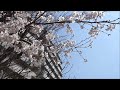 【full hd】蟹ヶ谷第3公園の桜