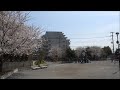 【full hd】蟹ヶ谷第3公園の桜