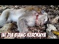 INILAH SOSOK MONYET YANG MENYERANG PETANI KARET