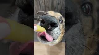 Huge fry guy! #dog #germanshepherd #smile #tastetest #mukbang #foodie #funny