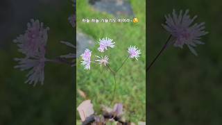 하늘 하늘 연잎꿩의 다리🌸(Korean Medow-rue)~♡