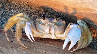 Atlantic Ghost Crab, Jamaica