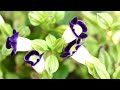 beautiful flowers ~ planet earth amazing nature scenery the best relax music • 3 hours