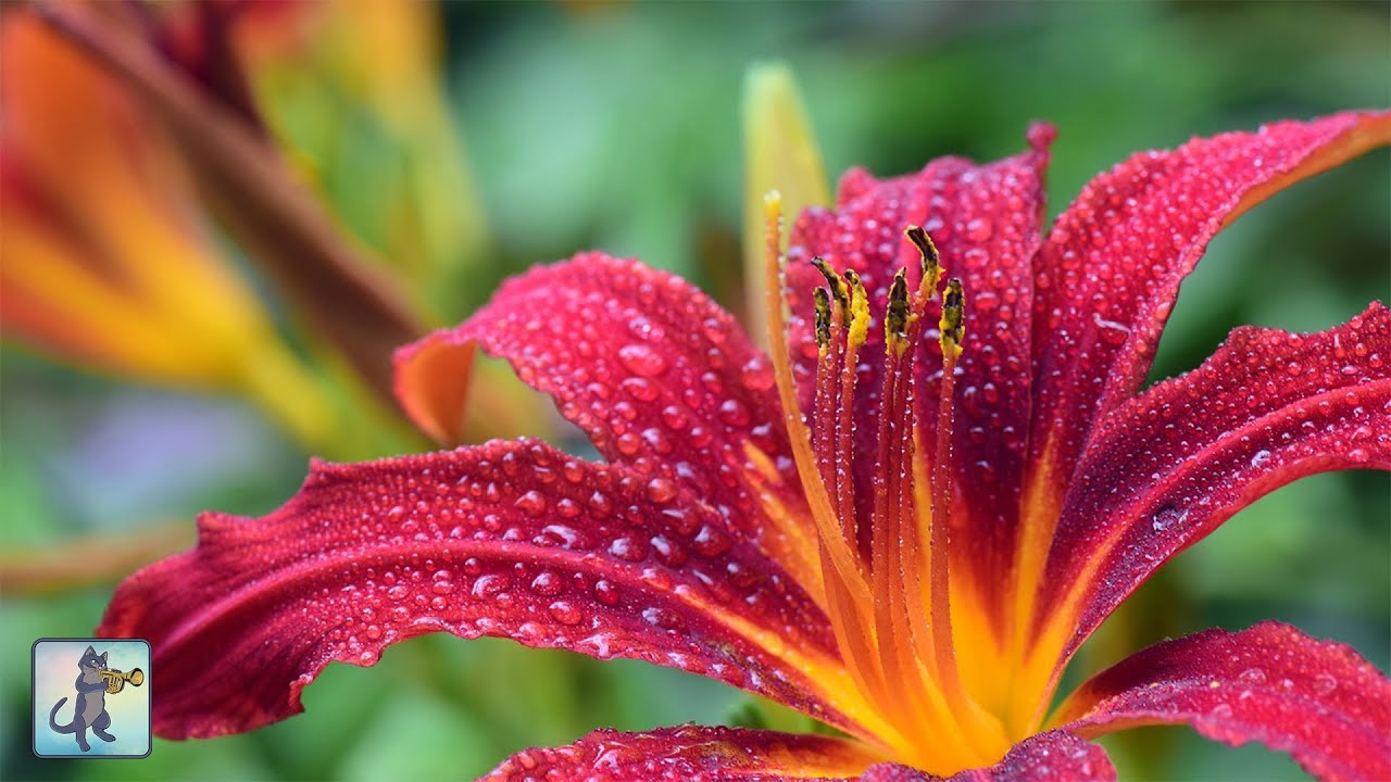 Beautiful Flowers Planet Earth Amazing Nature Scenery The Best Relax Music 3 Hours Beautiful Flowers Planet Earth Amazing Nature Scenery The Best Relax Music 3 Hours