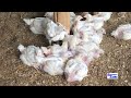 ennimiro zzaabu ennunda y enkoko za broilers ey omulembe