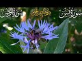 surah yaseen yaseen 🕌🤲🕌🌟full surah yaseen tilawat🕌🤲🕌surah yaseen sharif🌟✨🤲by muhammad ali full hd