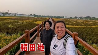 和爸妈出来溜达，登高处看稻田风景，田地里爬的小螃蟹，真好玩