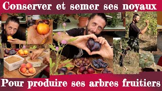 Semis d'arbres fruitiers. Conservation et semis de noyaux ou de pépins.